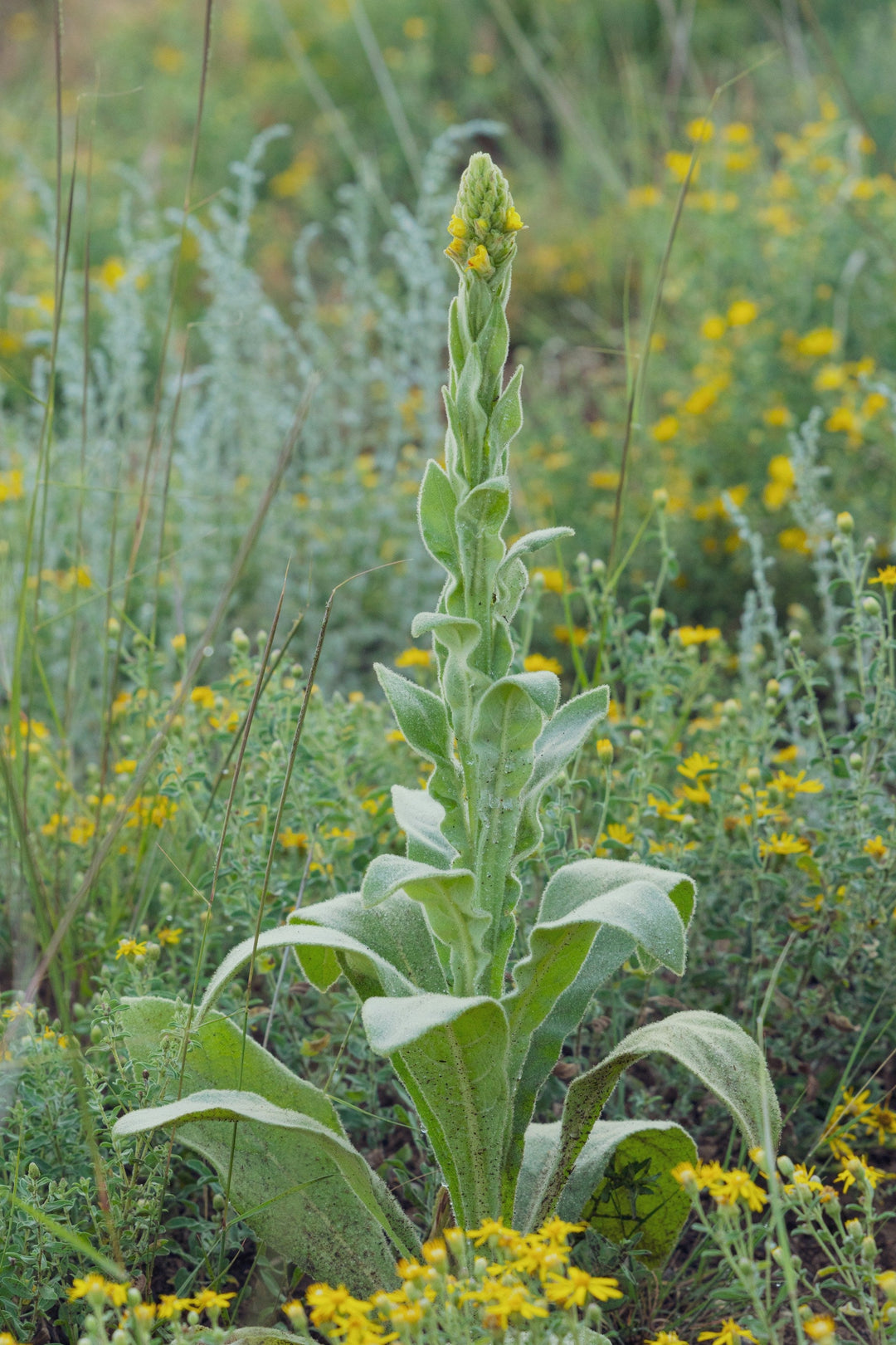 What Is Mullein Tea Good For?
